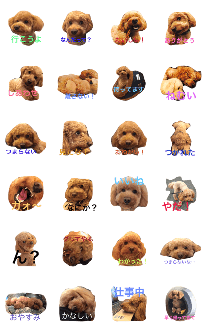TEDDY DOG