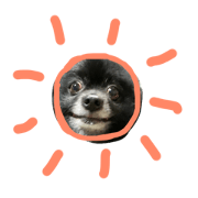 blackPomeranian futa