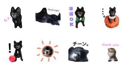 blackPomeranian futa