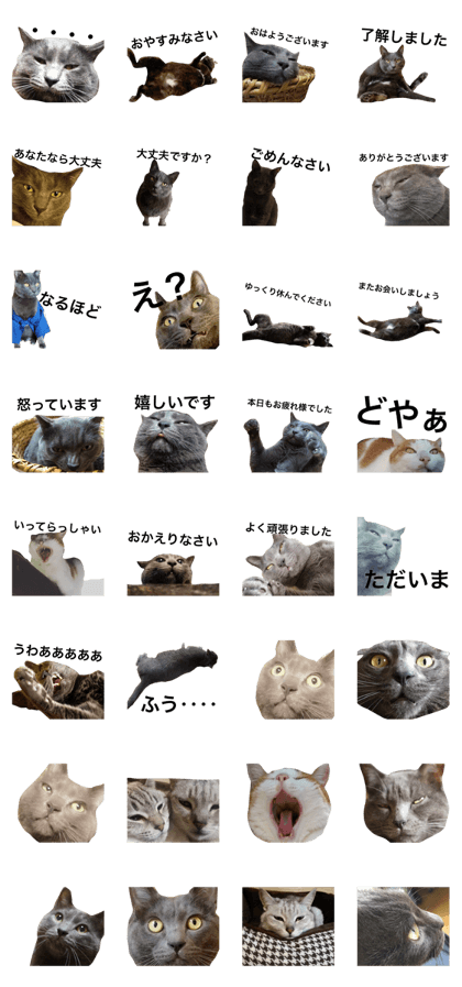 yosituneko