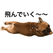 french bulldog&pug