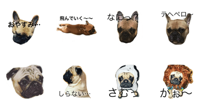 french bulldog&pug