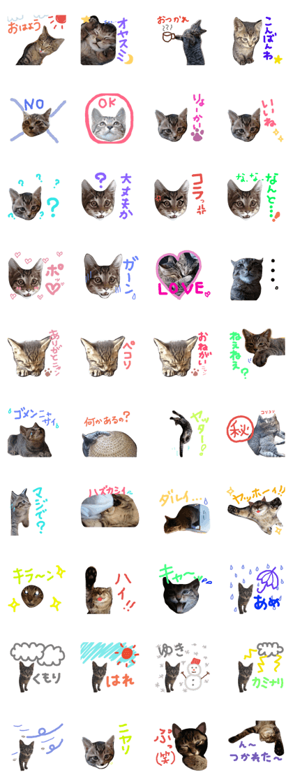 very good cat