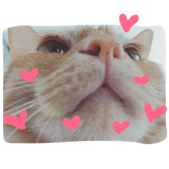 A cute little cat