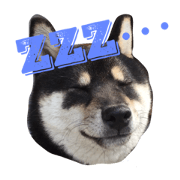 WE LOVE SHIBAINU KURO