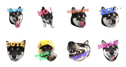 WE LOVE SHIBAINU KURO