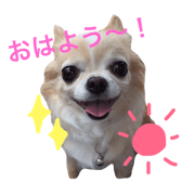 happyhapi