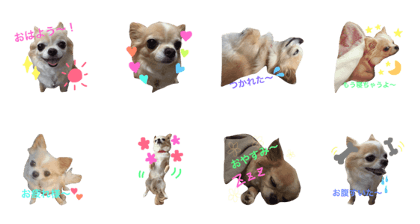 happyhapi