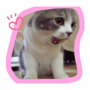 ferichan