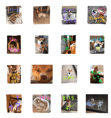 shibafukuchan2
