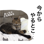 Lovely cat's life 2