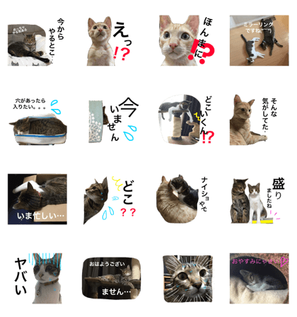 Lovely cat's life 2