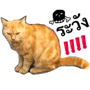 CCat Feeling