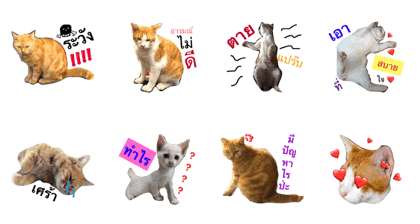 CCat Feeling