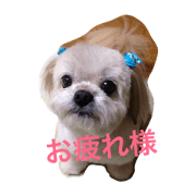Rui.T