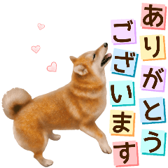 さすが！柴犬【万能型】