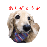 friend of the dachs 3