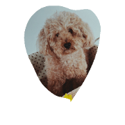 mokatan is dog