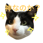 yuzucco