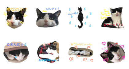 yuzucco
