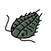 Cambrian period