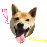 okra_shibamix