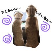 goldenretriver totti.elle&guty