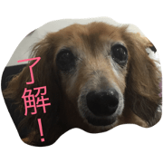 this is dog dog dog