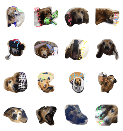 this is dog dog dog