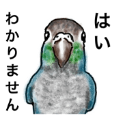 Brother of a cute parakeet