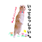 NEKOMAMIRE
