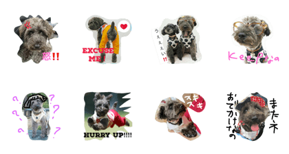 Schnauzer  black