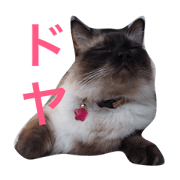 Ragdoll's  stamp