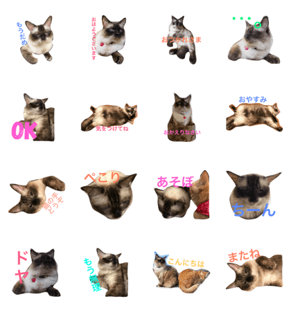 Ragdoll's  stamp