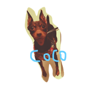cocophoto