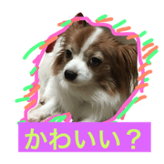 papillon kuu