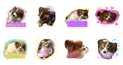 papillon kuu