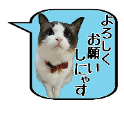 Ragdoll cat Ruluna