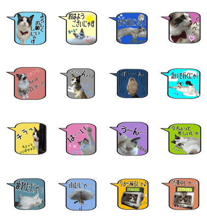 Ragdoll cat Ruluna