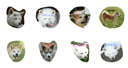 akitainu.hello2