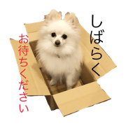 pom_nico1