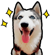 mr.nif husky