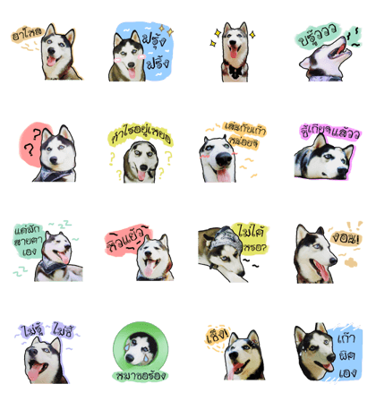 mr.nif husky