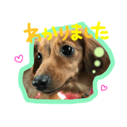 Dachshund's name is Tete !