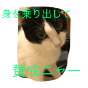 cat miaow