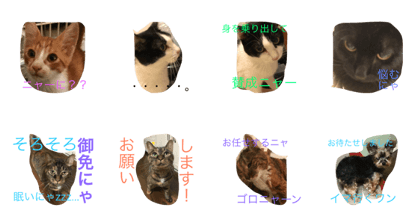 cat miaow