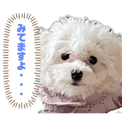 hachi_20210729204300