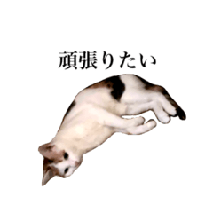 吉村家の猫ちゃん2