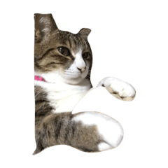 suzupyon