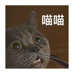 達達的快樂生活